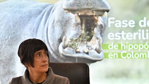 La ministre colombienne de l'Environnement et du Développement durable, Susana Muhamad, assiste à une conférence de presse à Bogota le 2 novembre pour annoncer un projet visant à stériliser, déplacer ou euthanasier les hippopotames descendants de ceux appartenant à Pablo Escobar.