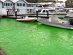 P﻿art of Sydney Harbour has turned neon green, with authorities urgently investigating the cause. 