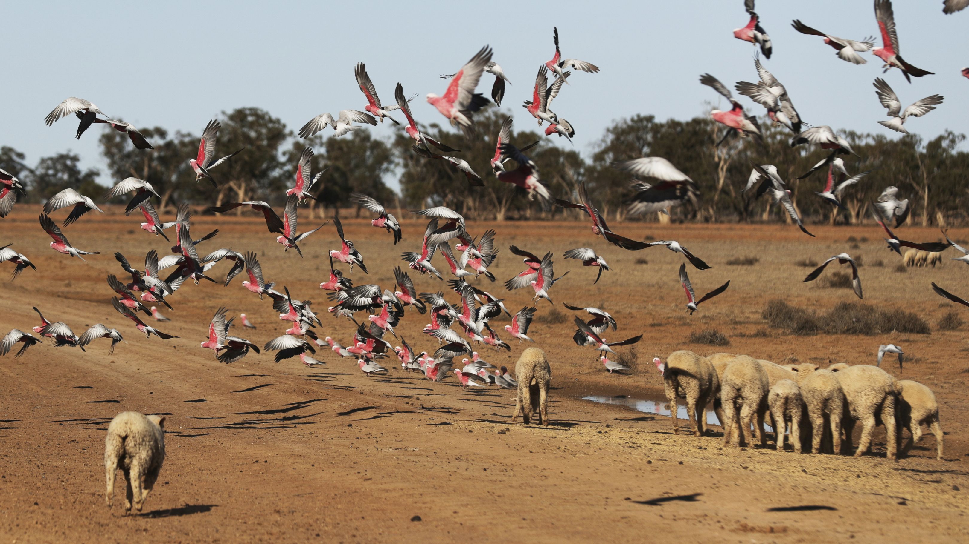 Galahs attracted to the feed on the ground for sheep at sheep and crop farmer Rowan Cleaver's property at Duck Creek near Nyngan, NSW. Large parts of NSW are facing severe drought conditions and have been in drought since 2017. fedpol Photo: Alex Ellinghausen Wednesday 6 November 2019. (AFR for Tom McIlroy)