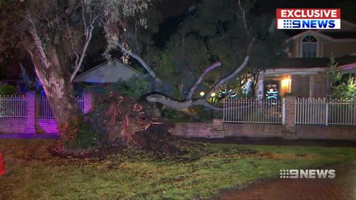 An underground leak caused a tree to fall on an Adelaide home.