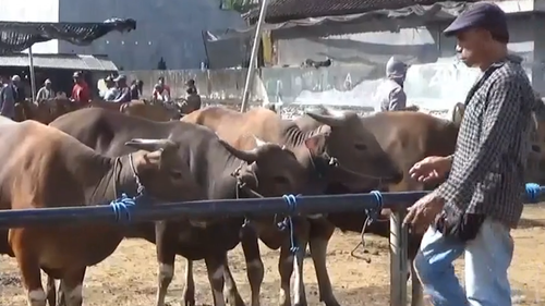 Mahar said many farmers are "holding their breath and hoping we can keep this devastating disease out of Australia".