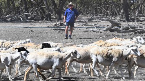 Aussie live cattle farmers will be granted duty free access to Indonesia for up to 575,000 cattle in the first year.