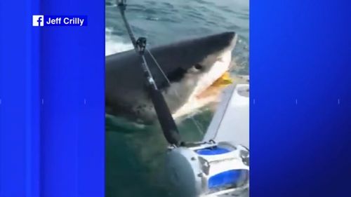 A group of fishermen got a fright when a great white shark stole the bait off the back of their boat in New Jersey.