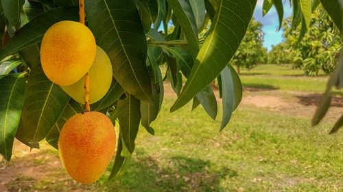 A seasonal worker has died after lightning struck a farm in Berry Springs in the Northern Territory.