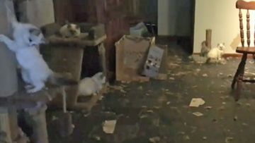 Three dead cats were found among the 118 animals in the squalid house.