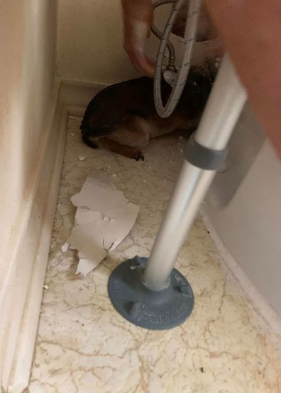 A Texas fire crew rescues a dog, Tippy, trapped behind a toilet.