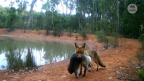 A fox walks away holding prey.