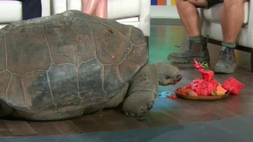 Hugo munching on his custom birthday 'cake'. (TODAY Show)