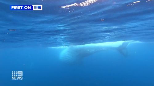 The humpbacks have travelled from Antarctica, seeking out warmer waters to breed.