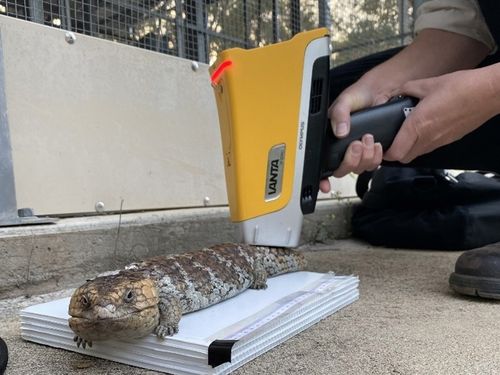 This lizard is being scanned with a handheld x-ray fluorescence (XRF) device.