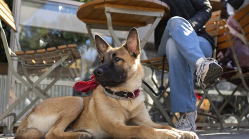 Dog and owner in a coffee shop.