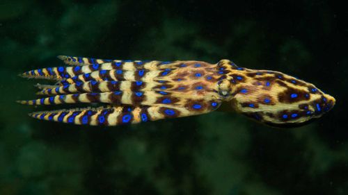 A Southern Blue-ringed Octopus in Port Phillip Bay, Victoria. (Julian Finn, Museums Victoria)