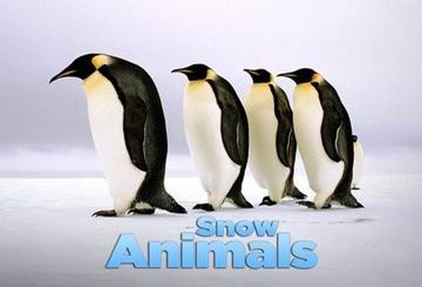 Snow Animals