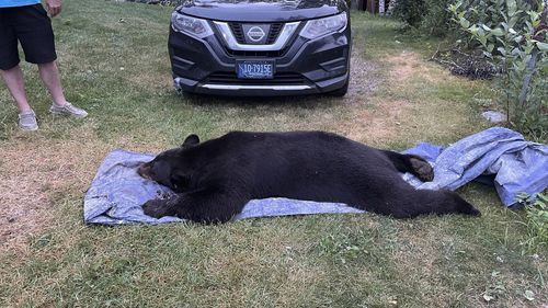 The body of black bear is seen after being dragged outside after being shot and killed when the it broke into a house early Thursday morning, Aug 3, 2023, in Luther, Montana. (Seeley Oblander via AP)