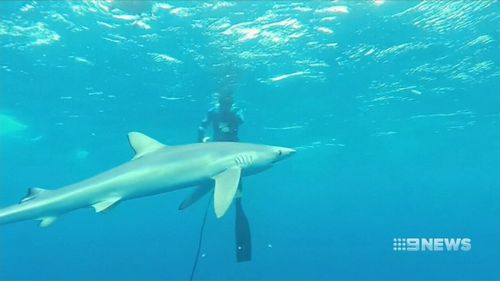 Top surfers say they're concerned about getting in the water in WA. (9NEWS)