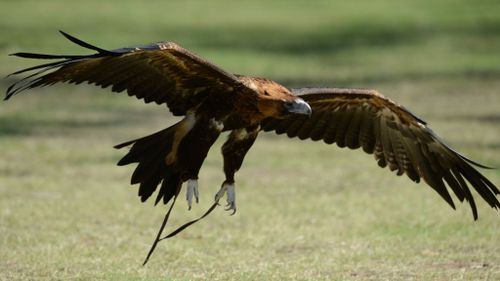 Wedge-tailed eagles can have a wingspan of more than two metres. (AAP file image)