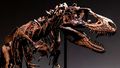 Dinosaur goes up for sale for jaw-dropping price