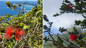 Lord Howe Island has been closed after an outbreak of highly transmissible Myrtle Rust.