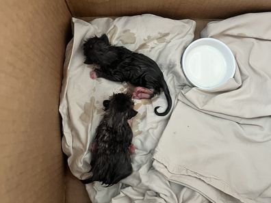 Hills Cat Rescue Neonatal Kittens Found Riverstone
