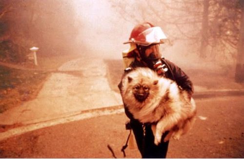 Greg Mullins photographié lors du feu de brousse de Lindfield en 1994.