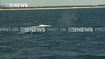 Migaloo spotted off Queensland coast