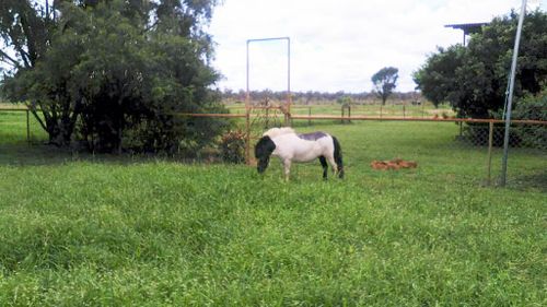 This grazier has seen her pastures transformed from bare earth to lush grass. (Tessa Pemble)