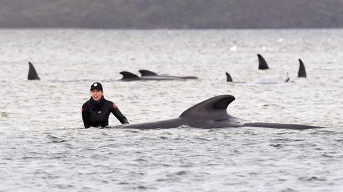 A member of a rescue crew stands with a stranded whale.