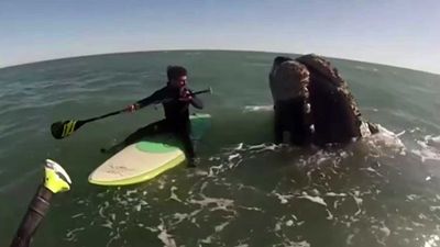 Whales crash into Argentina paddleboarders