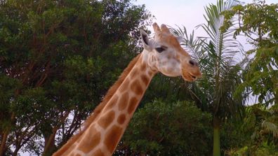 Taronga: Who's Who In The Zoo