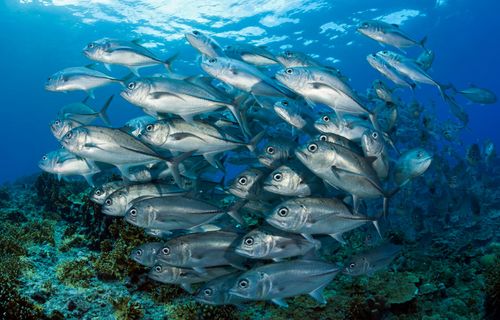 US Navy wants to turn fish into underwater spies