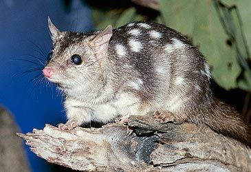 The northern quoll was first described by which naturalist in 1842?