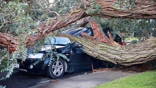 A tree has fallen onto a car in the Auckland suburb of Mt Roskill.