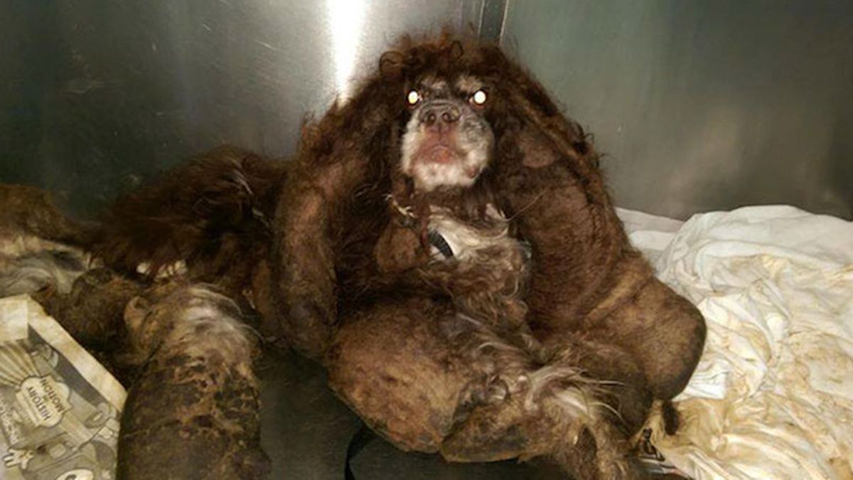 Neglected, matted dog in West Texas makes incredible transformation