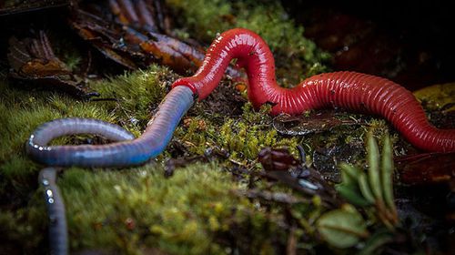 A giant leech is filmed for the first time eating a giant earthworm in the forests of Borneo. (BBC)