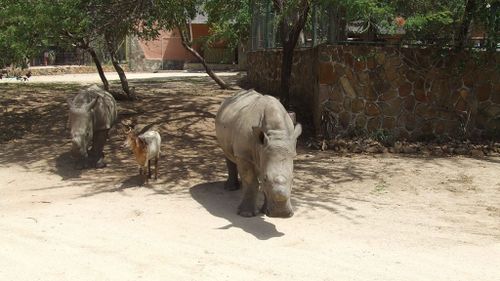 Lammie the sheep has played surrogate mother before to two orphaned Rhinos. (Hoedspruit Endangered Species Centre/ Facebook)
