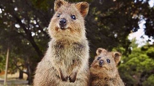 Quokkas on Rottnest Island.