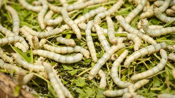 Silkworms