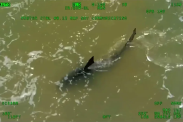 A helicopter shot of a shark off the Texas coast
