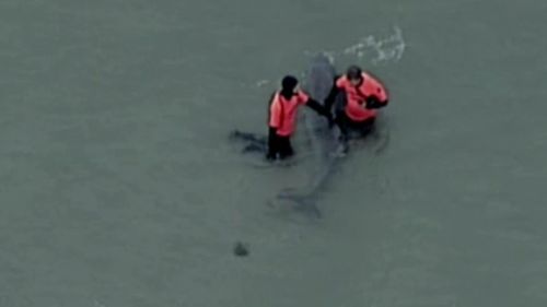 The pygmy whale became trapped this afternoon. (9NEWS)