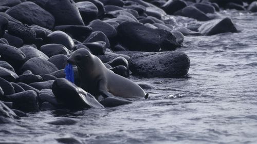 A Galapagos sea lion with a plastic bag. (Getty Images)