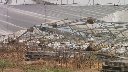 Heidi Steffen's farm is one of about 35 impacted by a freak tornado-like storm that tore through the region on Friday afternoon.The severe weather has left a tangled mess of metal and greenhouse roofing near the family's eggplant crop.