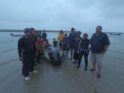 Thai marine authorities attempted to keep the animal afloat and nursed it for several days before it died. Picture: Twitter.