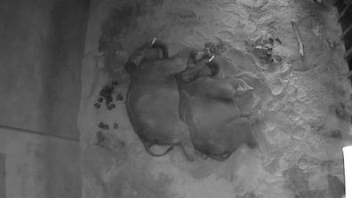 The Sydney Zoo in Western Sydney has revealed adorable CCTV footage of resident elephant brothers, Kavi and Ashoka sharing a cuddle.