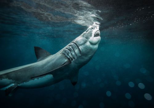 A great white shark sticks its head out of the water, baring its teeth. Photo taken at The Neptune Islands, South Australia in May, 2014. (Getty)