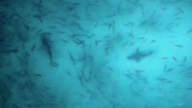 Incredible drone footage shows three sharks off South Australia's coast