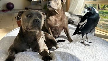 Instagram star M﻿olly the magpie has been reunited with his staffy friends after he was voluntarily surrendered to authorities more than 45 days ago.