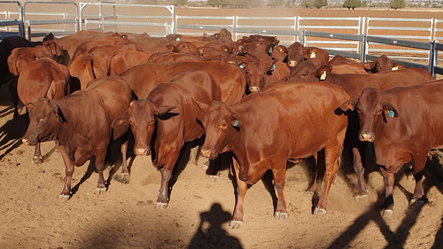 The last of the Browns' Santa Gertrudis cows, which they were forced to sell. 