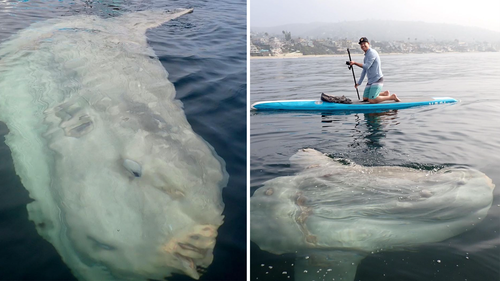 The encounter occurred a couple hundred metres from shore.