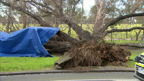 The elm tree in Princes Park.