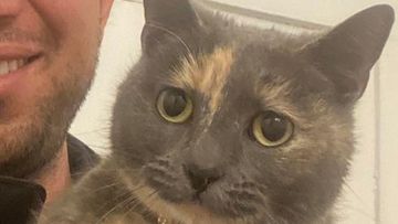 Tara the missing cat has been found in Bondi, Sydney.